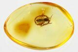 Detailed Fossil Parasitoid Wasp (Scelionidae) in Baltic Amber #367441-1